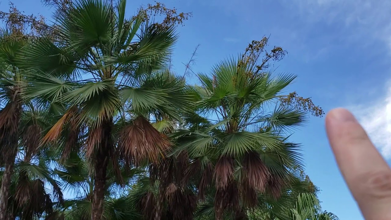 Acoelorraphe wrightii - The Everglades Palm, A Florida Native.