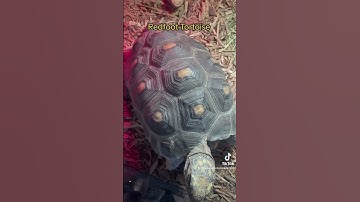 Redfoot tortoise tips #naturaltortoisekeepers #tortoise #tortoisediet #gianttortoise #babytortoise