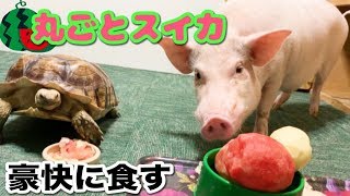 季節先取り、ミニブタつくねがスイカを豪快に食す！！