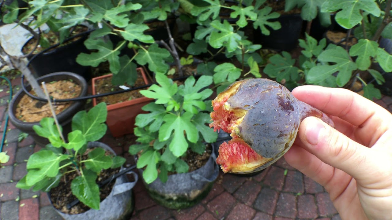what-rain-excess-water-do-to-your-figs-youtube