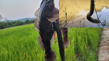 Cắm cần câu cắm ở Sông lên được Cá Bống Tượng Bự | Cá Chạch, Cá Lóc.. | Câu Cá Giải Trí