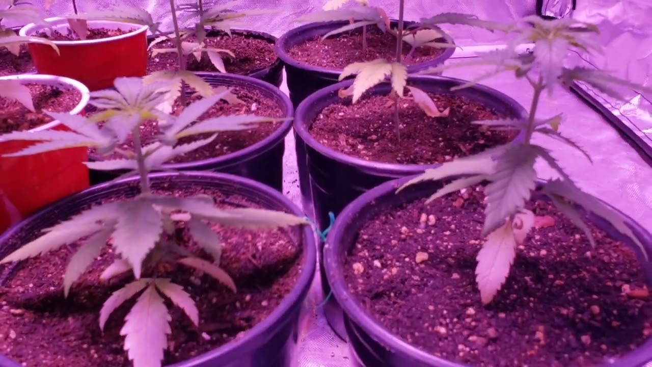 update: seed to harvest, 1 gallon pots, 4 weeks of veg grow.