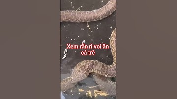 Rắn ri voi ăn cá trê cực nhanh | Elephant Trunk Snake Eats Catfish Fast