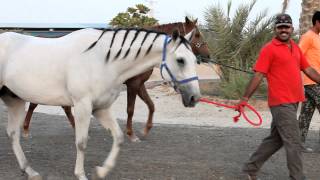 Video: Emirati son of The Horsemaster inherits his skill