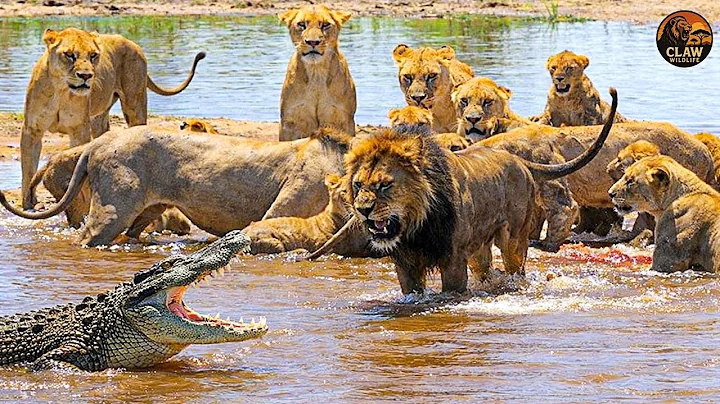 African Rivers – When Lions Take Revenge Against Crocodiles | Wildlife Documentary