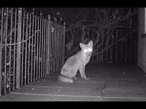 Fuchs ärgert Hunde