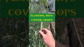 How To Terminate And Plant into COVER CROPS!!.. NOW is the time!! #gardeningtips #growyourownfood