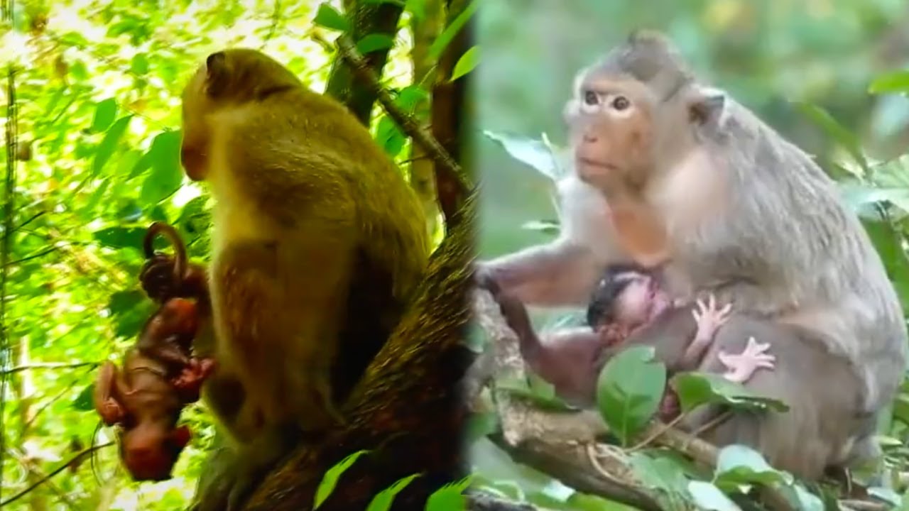 A baby monkey was nearly caught by a bad monkey; the mother monkey panicked and climb up a tall tree