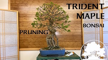 Pruning Back an Exposed Root Trident Maple - Greenwood Bonsai