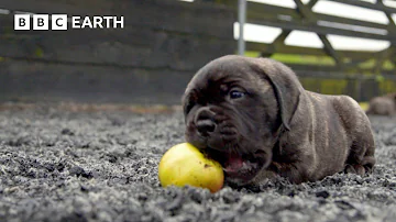 Baby Bull Mastiffs Begin To Explore | Wonderful World of Puppies | BBC Earth