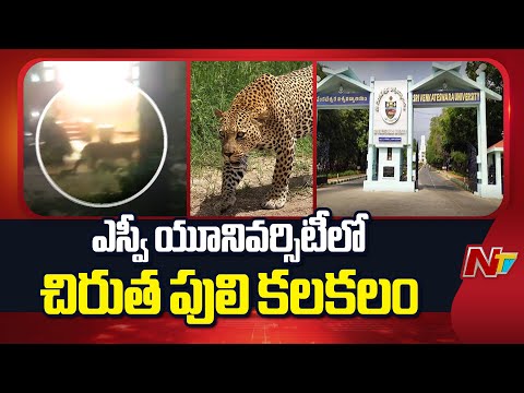 Leopard Sighting at SV University, Tirupati | Panic Among Students! | NTV Telugu - NTVTELUGU