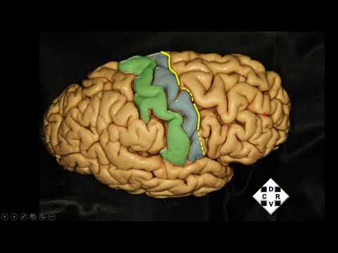 N4 | Cara lateral del prosencéfalo | Anatomía 2 | FMed UBA