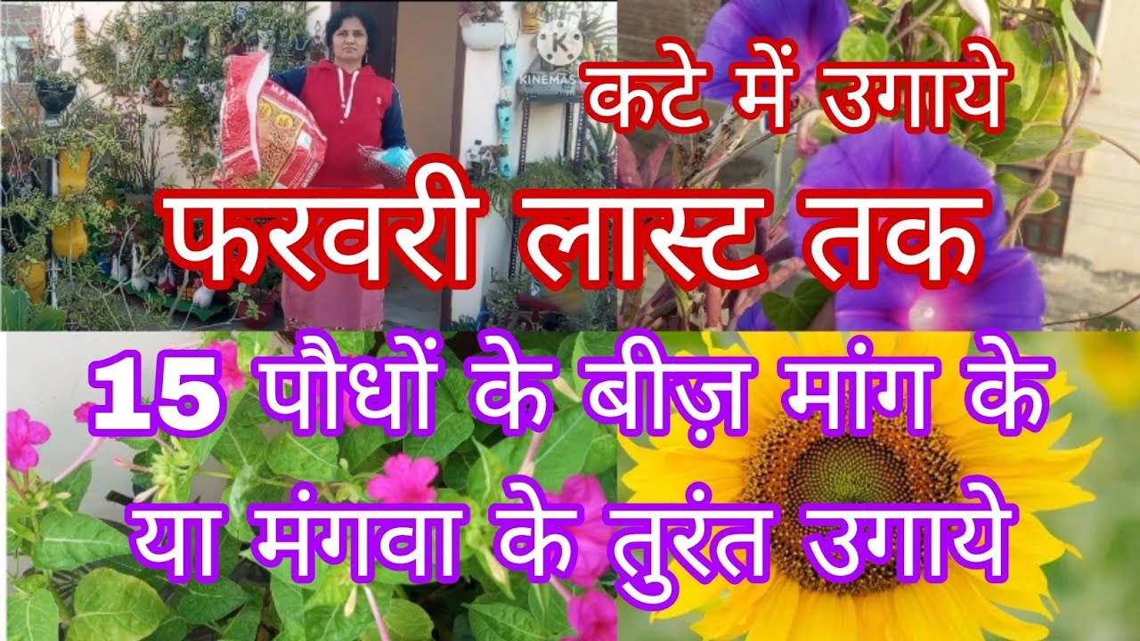 फरवरी लास्ट तक 15 पौधों के बीज़ मांग के या मंगवा तुरंत ग्रो करें,कटे में उगाये,गमलों का झंझट ही खतम