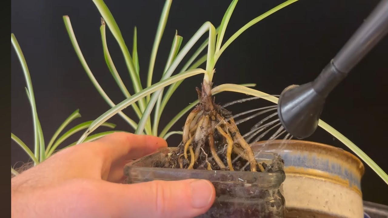 Превращение хлорофитума в потрясающие деревья бонсай.