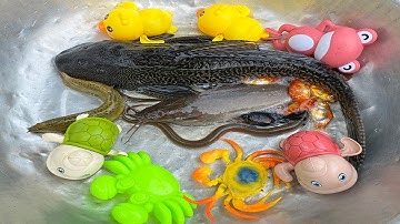 Kem Chanel và mèo hồng ra bờ ao bắt được cá vàng, cá trê khổng lồ, con lươn, cá sấu, cá mập