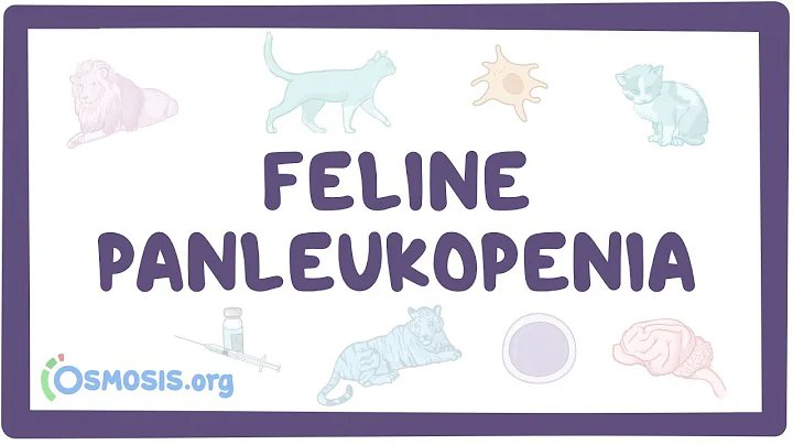 Feline panleukopenia