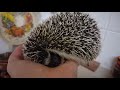 Cute &amp; sleepy pygmy hedgehog