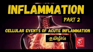 CELLULAR EVENTS OF ACUTE INFLAMMATION  GENERAL PATHOLOGY (INFLAMMATION PART 2 )