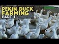 Pekin Duck  Farming Part 1 : Pekin Duck Industry in the Philippines