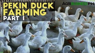 Pekin Duck  Farming Part 1 : Pekin Duck Industry in the Philippines