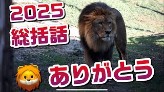 アース吠える🦁応えるシルクママ👩【ありがとう2025総括話】 #のんほいパーク #シルク #三つ子 #ライオン #アース #旭山動物園 #桐生が岡動物園 #安佐動物園 #茶臼山動物園  #lion