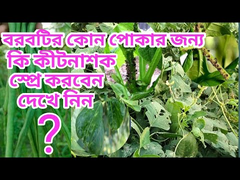 ভিডিও: শরতে ইউরিয়া দিয়ে উদ্ভিদের চিকিত্সা: বাগানে গাছ এবং গুল্মগুলি কীটপতঙ্গ এবং রোগ থেকে ইউরিয়া দিয়ে স্প্রে করা। কিভাবে সমাধান পাতলা?