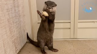 カワウソも、恋せよ乙女！プレゼントで気持ちを伝える！ Otters, Fall in love, maidens! She conveys her feelings with a gift!