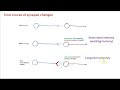 The time course of synapse change during learning: Implications for Studying