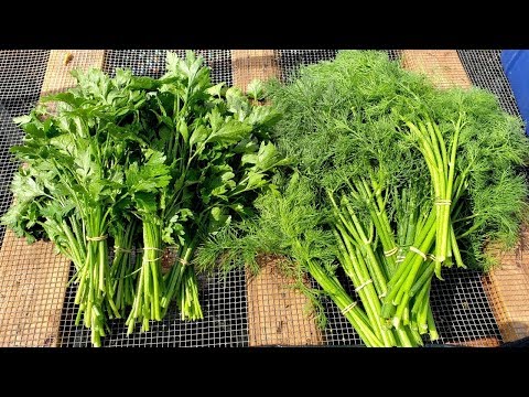 Video: Cilantro Cultivation And Care, Including At Home, As Well As A Description Of Varieties With Characteristics And Reviews