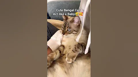 Video 11137261: cat bengalcat funny kitten, bengalcat cats funnycats, bengalcat cat pet, bengalcat pets animals, bengal cats cute funny
