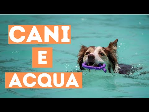 Video: Il tuo cane è un cane da acqua?