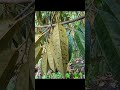 តើអ្វីទៅជាចៃខ្យង ឬចៃស្អិតដែលបំផ្លាញ លើស្លឹកទុរេន? តើការពារ និងកំចាត់វាដោយវិធីណា?