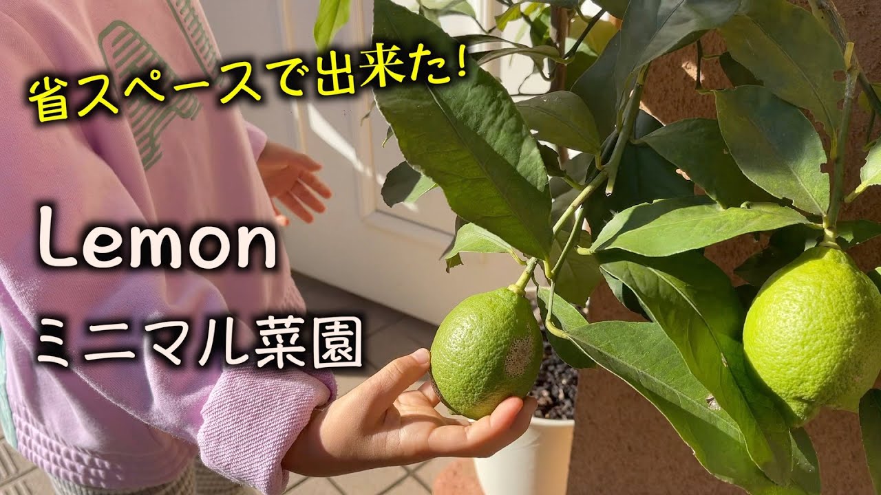 プランター菜園 レモン Youtube