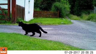 2017 Bushnell Essential E3 example daytime footage - cat