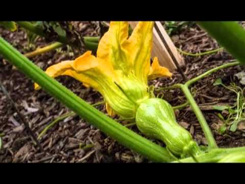 სასარგებლო რჩევა ფერმერებს-თესლბრუნვა