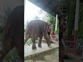 "ശുദ്ധസാവേരി"-#eforelephant #oldisgoldsongs #sreekumaranthampi #arjunanmasterhits -☺️☺️☺️