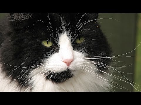 How to Care for an Elderly Cat | Cat Care