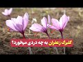 گلبرگ زعفران چه خواصی دارد گلبرگ زعفران به چه دردی میخورد کاربرد گلبرگ زعفران