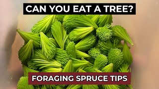 HOW TO MAKE SPRUCE TIP SYRUP