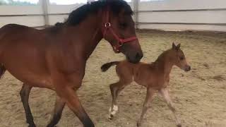 VID 20180612 WA0000
