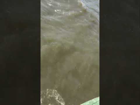 Checking Blue Crab Traps in Ocean City, MD Checking Blue Crab Traps in Ocean City, MD