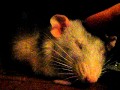 Sleepy ratty