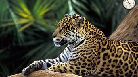 The Best iPhone/iPod Touch Theme!