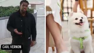 The Bbc Has Done It Again