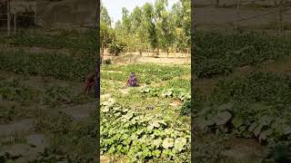 #song #avadh #baxi #funny #lifeisbutadream