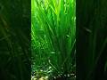 New baby mollies enjoying meal #shorts #shortvideo #goldenbloom #babymolly