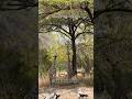 Nyerere National Park 🇹🇿#africa #ecotourghana #tanzania #wildlife #safari #tourism #travel #fyp