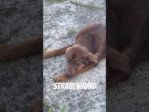 Straßenhund ohne Besitzer