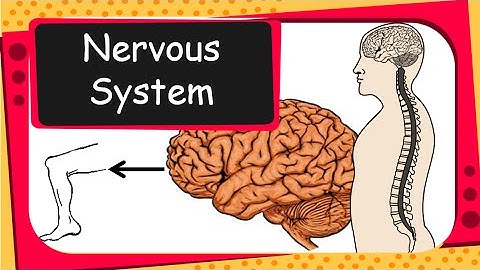 Science - Our Nervous System and voluntary - involuntary actions - English