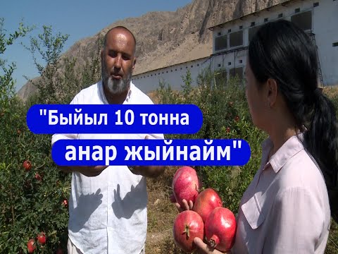 Video: Бир жарым гектар чатырча бакчасы